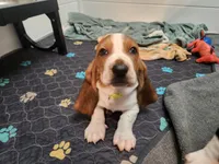MATCHA (GREEN) , a female Basset Hound for sale in Saint Cloud, FL – 3 of 5