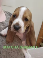 MATCHA (GREEN) , a female Basset Hound for sale in Saint Cloud, FL – 4 of 5