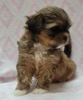 Sage, a female Shorkie for sale in Richland, WA – 6 of 9