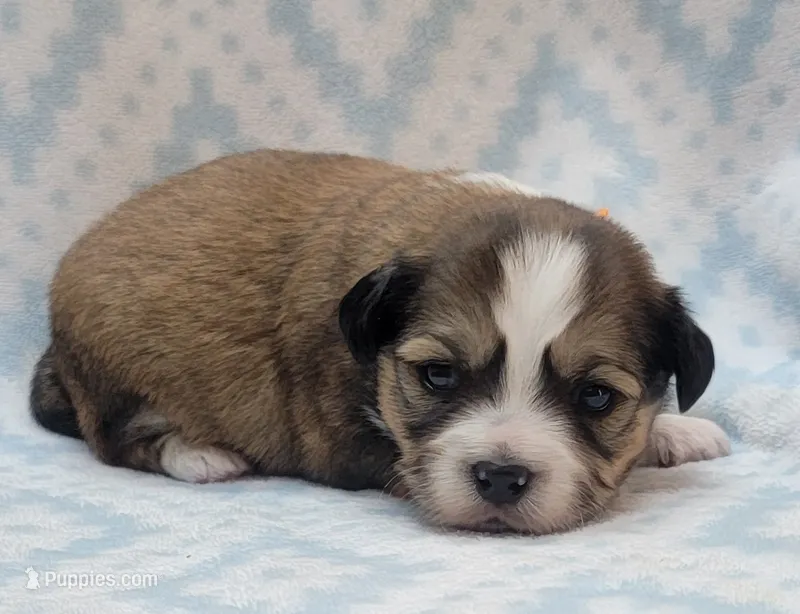 Orange Scarf – Chihuahua, Shih Tzu puppy for sale in Richland, WA