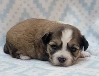 Orange Scarf, a male Chihuahua and Shih Tzu for sale in Richland, WA – 1 of 7