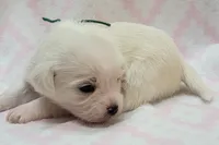 Green Scarf, a female Chihuahua and Shih Tzu for sale in Richland, WA – 2 of 9