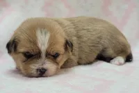 Pink Scarf , a female Chihuahua and Shih Tzu for sale in Richland, WA – 6 of 8