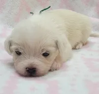 Green Scarf, a female Chihuahua and Shih Tzu for sale in Richland, WA – 3 of 9