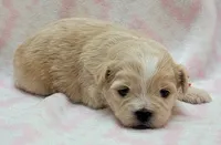Red Scarf, a female Chihuahua and Shih Tzu for sale in Richland, WA – 2 of 10