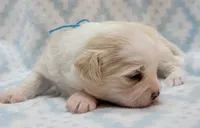 Blue Scarf, a male Chihuahua and Shih Tzu for sale in Richland, WA – 4 of 8