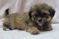 Roxy, a female Shorkie for sale in Richland, WA – 3 of 10