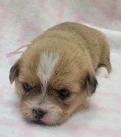 Pink Scarf , a female Chihuahua and Shih Tzu for sale in Richland, WA – 2 of 8
