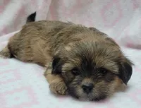 Roxy, a female Shorkie for sale in Richland, WA – 4 of 10