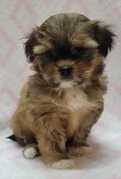 Sage, a female Shorkie for sale in Richland, WA – 3 of 9