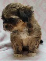 Sage, a female Shorkie for sale in Richland, WA – 9 of 9