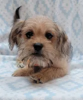 Orange Scarf, a male Shorkie for sale in Richland, WA – 3 of 8
