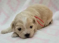 Red Scarf, a female Chihuahua and Shih Tzu for sale in Richland, WA – 6 of 10