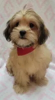 Red Scarf, a female Shorkie for sale in Richland, WA – 4 of 9