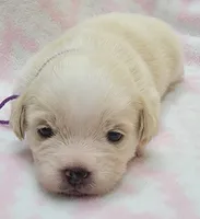 Purple Scarf, a female Chihuahua and Shih Tzu for sale in Richland, WA – 5 of 8