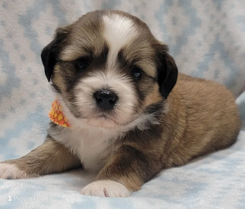 Orange Scarf – Chihuahua, Shih Tzu puppy for sale in Richland, WA