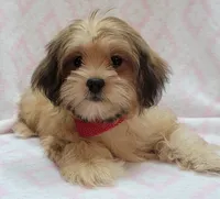 Red Scarf, a female Shorkie for sale in Richland, WA – 3 of 9