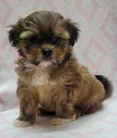 Sage, a female Shorkie for sale in Richland, WA – 8 of 9