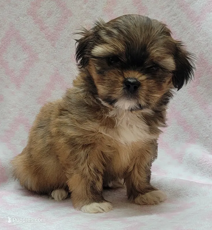 Sage – Shorkie puppy for sale in Richland, WA