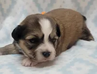 Orange Scarf, a male Chihuahua and Shih Tzu for sale in Richland, WA – 3 of 7