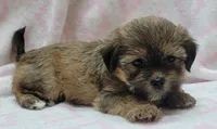 Roxy, a female Shorkie for sale in Richland, WA – 5 of 10