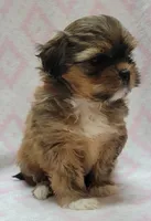 Sage, a female Shorkie for sale in Richland, WA – 5 of 9