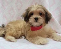 Red Scarf, a female Shorkie for sale in Richland, WA – 1 of 9