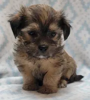 Finn, a male Shorkie for sale in Richland, WA – 3 of 8