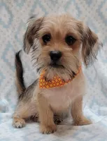 Orange Scarf, a male Shorkie for sale in Richland, WA – 6 of 8