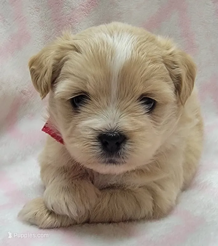 Red Scarf – Chihuahua, Shih Tzu puppy for sale in Richland, WA