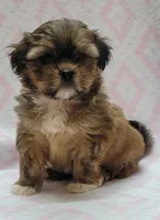 Sage, a female Shorkie for sale in Richland, WA – 7 of 9
