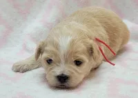 Red Scarf, a female Chihuahua and Shih Tzu for sale in Richland, WA – 10 of 10