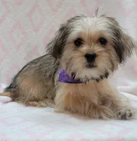 Purple Scarf, a female Shorkie for sale in Richland, WA – 9 of 10