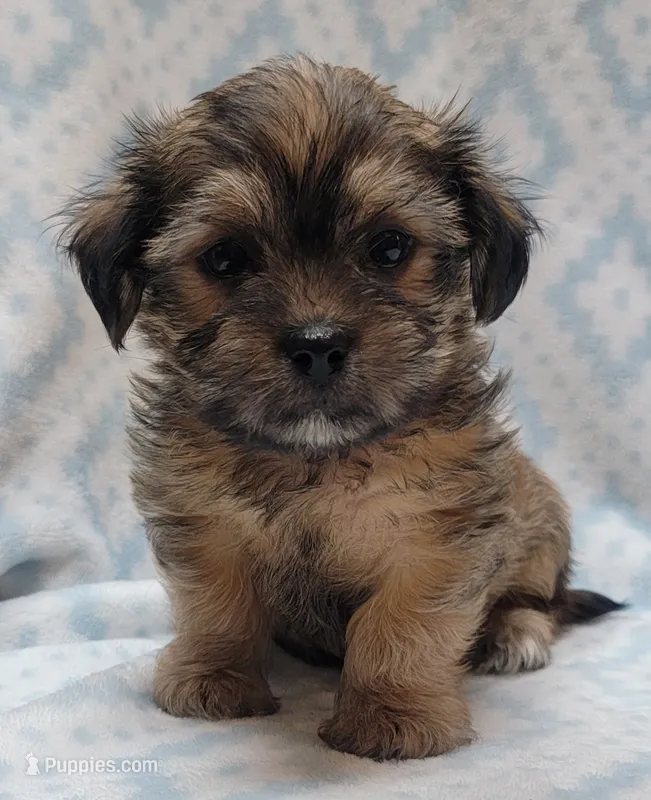 Finn – Shorkie puppy for sale in Richland, WA