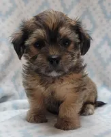 Finn, a male Shorkie for sale in Richland, WA – 1 of 8