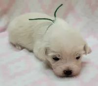 Green Scarf, a female Chihuahua and Shih Tzu for sale in Richland, WA – 5 of 9