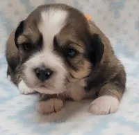 Orange Scarf, a male Chihuahua and Shih Tzu for sale in Richland, WA – 5 of 7