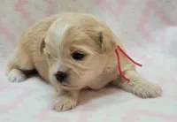 Red Scarf, a female Chihuahua and Shih Tzu for sale in Richland, WA – 8 of 10