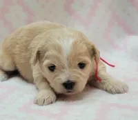 Red Scarf, a female Chihuahua and Shih Tzu for sale in Richland, WA – 7 of 10
