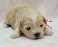 Red Scarf, a female Chihuahua and Shih Tzu for sale in Richland, WA – 5 of 10