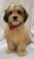 Red Scarf, a female Shorkie for sale in Richland, WA – 5 of 9