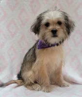 Purple Scarf, a female Shorkie for sale in Richland, WA – 4 of 10