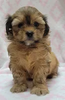 Oakley, a female Shorkie for sale in Richland, WA – 5 of 9