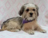Purple Scarf, a female Shorkie for sale in Richland, WA – 2 of 10