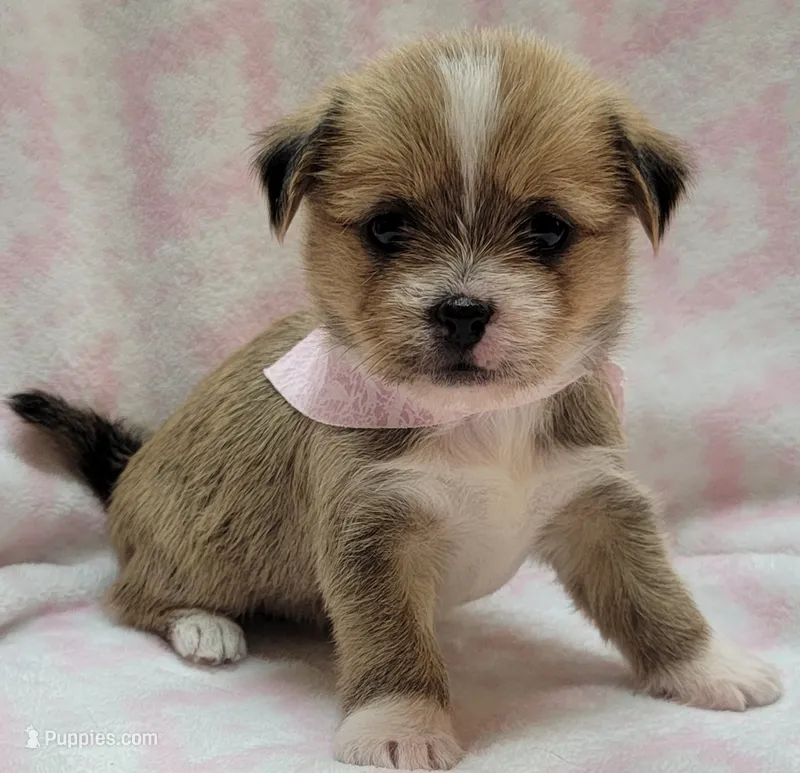 Pink Scarf  – Chihuahua, Shih Tzu puppy for sale in Richland, WA
