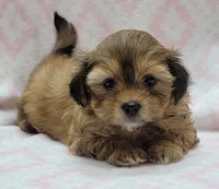 Oakley, a female Shorkie for sale in Richland, WA – 4 of 9