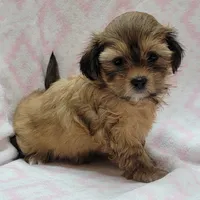 Oakley, a female Shorkie for sale in Richland, WA – 3 of 9