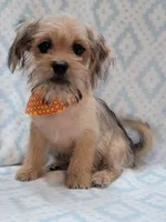 Orange Scarf, a male Shorkie for sale in Richland, WA – 5 of 8
