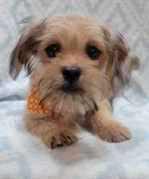 Orange Scarf, a male Shorkie for sale in Richland, WA – 7 of 8