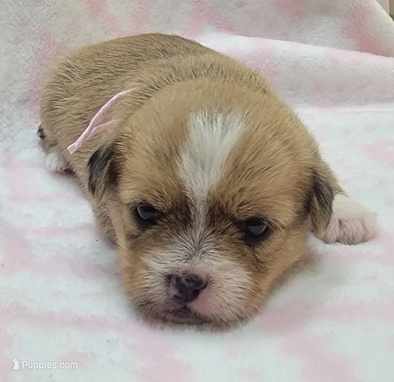 Pink Scarf  – Chihuahua, Shih Tzu puppy for sale in Richland, WA